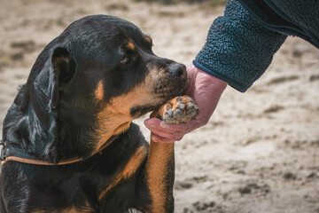 Treuer Rottweiler gibt Pfote