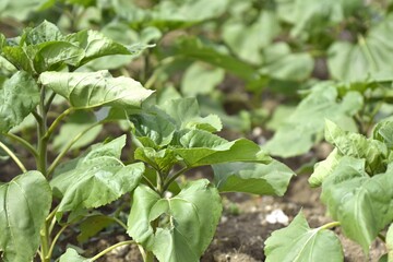 view of fiel of patatoes
