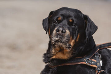 Rottweiler Hund Porträt am Strand