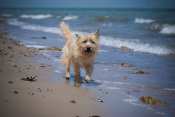 Cairn Terrier läuft am Meer im Sand