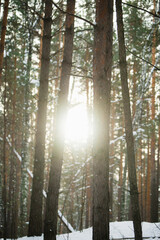 Sun shining though trees in snowy forest. Winter landscape. Selective focus.