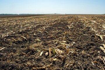 post-harvest sunflower residues on the field against the sky