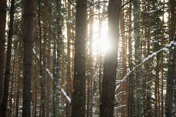 Fototapeta premium Sun shining though trees in snowy forest. Winter landscape. Selective focus.