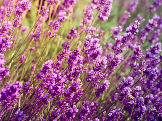 Lavender flowers in flower garden.