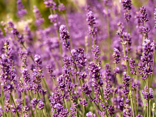 Lavender flowers in flower garden.