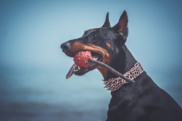 Dobermann am Strand