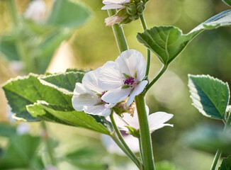 Wild flower Althaea officinalis in the garden.