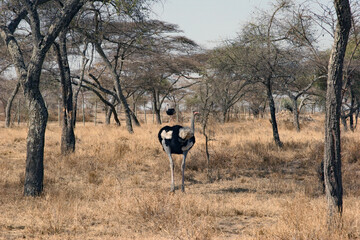 Ostriches walking by the trees