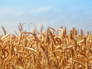 Golden ripe ears of wheat.