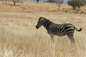 Zebra on the savanna