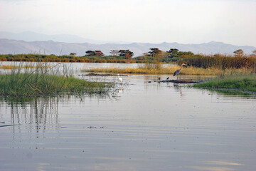 Birds in watery area