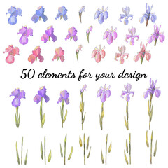 Set with floral romantic elements. Irises. For design gift boxes, announcements, postcards