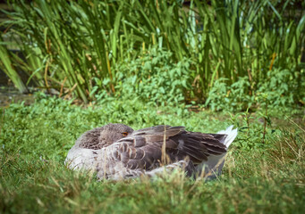 Gray goose on the grass.