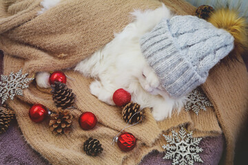 White Persian cat with hat in winter cozy composition.