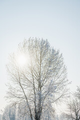 Beautiful snow covered tree on the winter field. Winter landscape. Beautiful winter nature. 