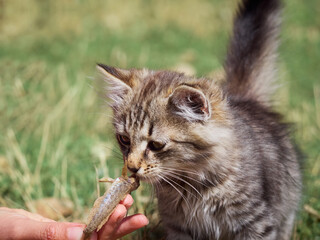 Small kitten eats a fish.