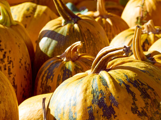 Orange autumn pumpkins on the farm.