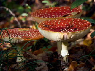 Fly agaric in the autumn forest.