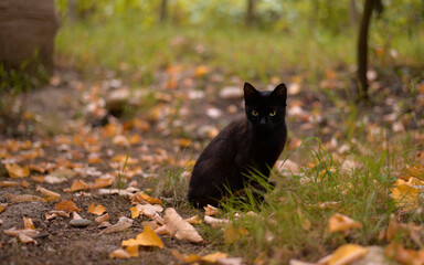 Naklejka na ściany i meble a black cat among the colorful autumn leaves. looking carefully and seriously