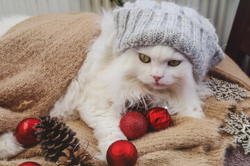 White Persian cat with hat in winter cozy composition.