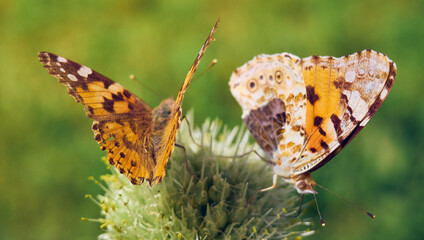 Colorful butterflies on a flower.