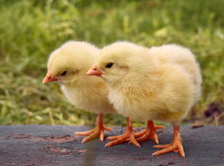 Little yellow cute baby chicks.