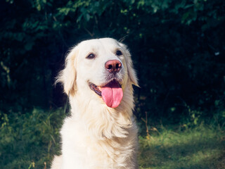 Cute retriever on the nature background.