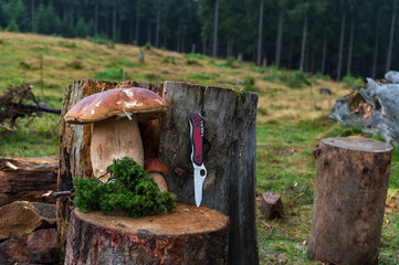 Edible mushrooms and a tourist knife. Fresh mushrooms in the forest. - obrazy, fototapety, plakaty