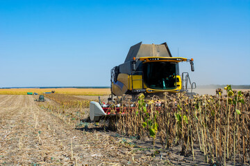 harvesting sunflower in the field with a combine