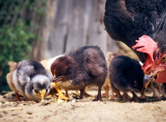 Chicken with chickens in the farmyard.