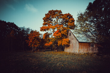 a moody autumn day in the world. whit great color and halloween feeling.