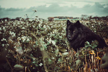 a moody autumn day in the world. whit great color and halloween feeling.