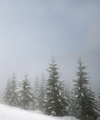Trees in the mountains, covered with fresh snow and frost. Foggy morning winter landscape.