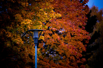 a moody autumn day in the world. whit great color and halloween feeling.