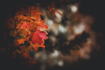 a moody autumn day in the world. whit great color and halloween feeling.