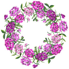 Floral wreath of phlox flowers isolated on white.