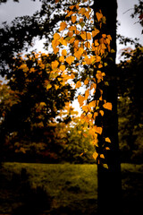 a moody autumn day in the world. whit great color and halloween feeling.
