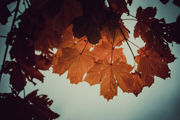 a moody autumn day in the world. whit great color and halloween feeling.