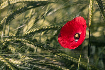champ de coquelicot au printemps: une jolie fleur du mois de mai, fragile et symbole d'un...