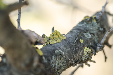 Harmful yellow growths on the bark of the tree, which cover the tree. 