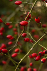 On a blurred green background, twigs with ripe, red rose hips.