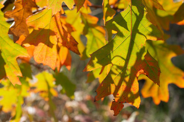 Yellow-green, orange oak leaves on a background of an autumn forest on a sunny day.