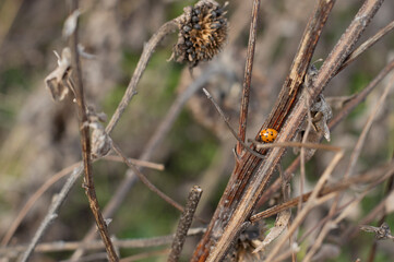 A ladybug beetle sits against the background of dry autumn plants.