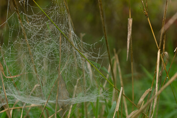 Against the background of a blurred autumn forest on a cloudy morning in the grass, a cobweb with dew.
