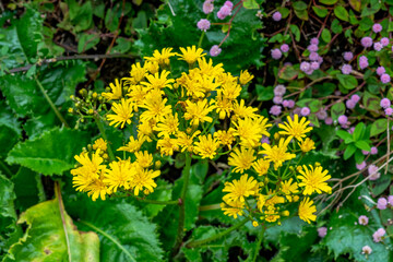 Flowers and Plants in the landscapes of São Miguel - Azores