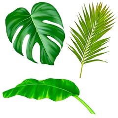 A hand drawn set of Monstera, Plam, and Banana leaf on a white background. Botanical Illustration. Look like real.