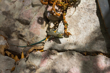 Lizard on a stone on a sunny day