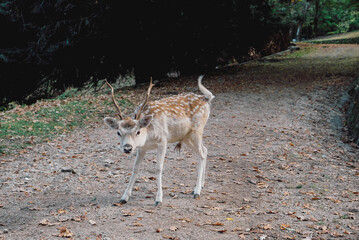 Beautiful young fallow deer in the autumn forest. Wildlife, nature.