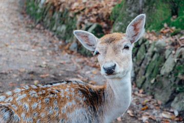 Beautiful young fallow deer in the autumn forest, close up. Wildlife, nature.