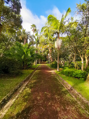 Fototapeta premium Flowers and Plants in the landscapes of São Miguel - Azores